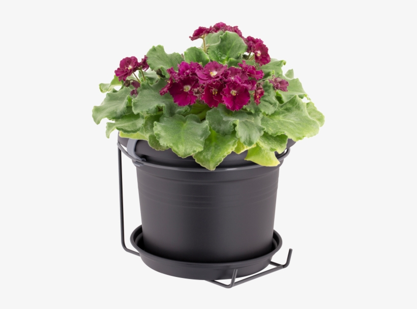 Home > Collection > Green Basics Potholder Allin1 Metal - Pericallis, transparent png download