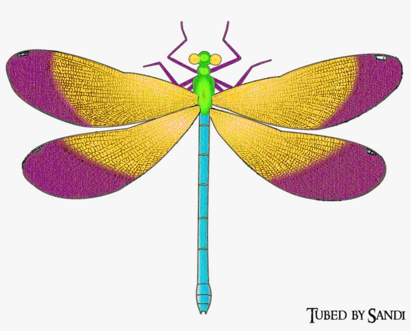 Dragonfly, transparent png download
