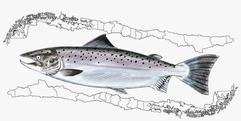 Chilean Salmon Farming Plays An Important Role On Numerous - Brown Trout, transparent png download