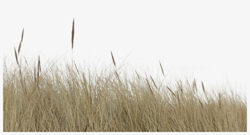 Fotomontagem, Paisagismo, Pessoas, Colagem De Arquitetura, - Tall Grass Cut Out, transparent png download