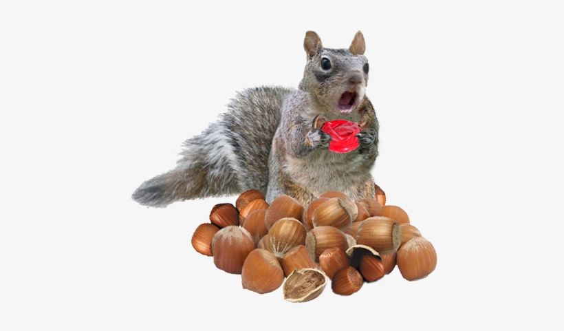 These Nuts Look So Real, Your Friends Won't Be Able - Fox Squirrel, transparent png download