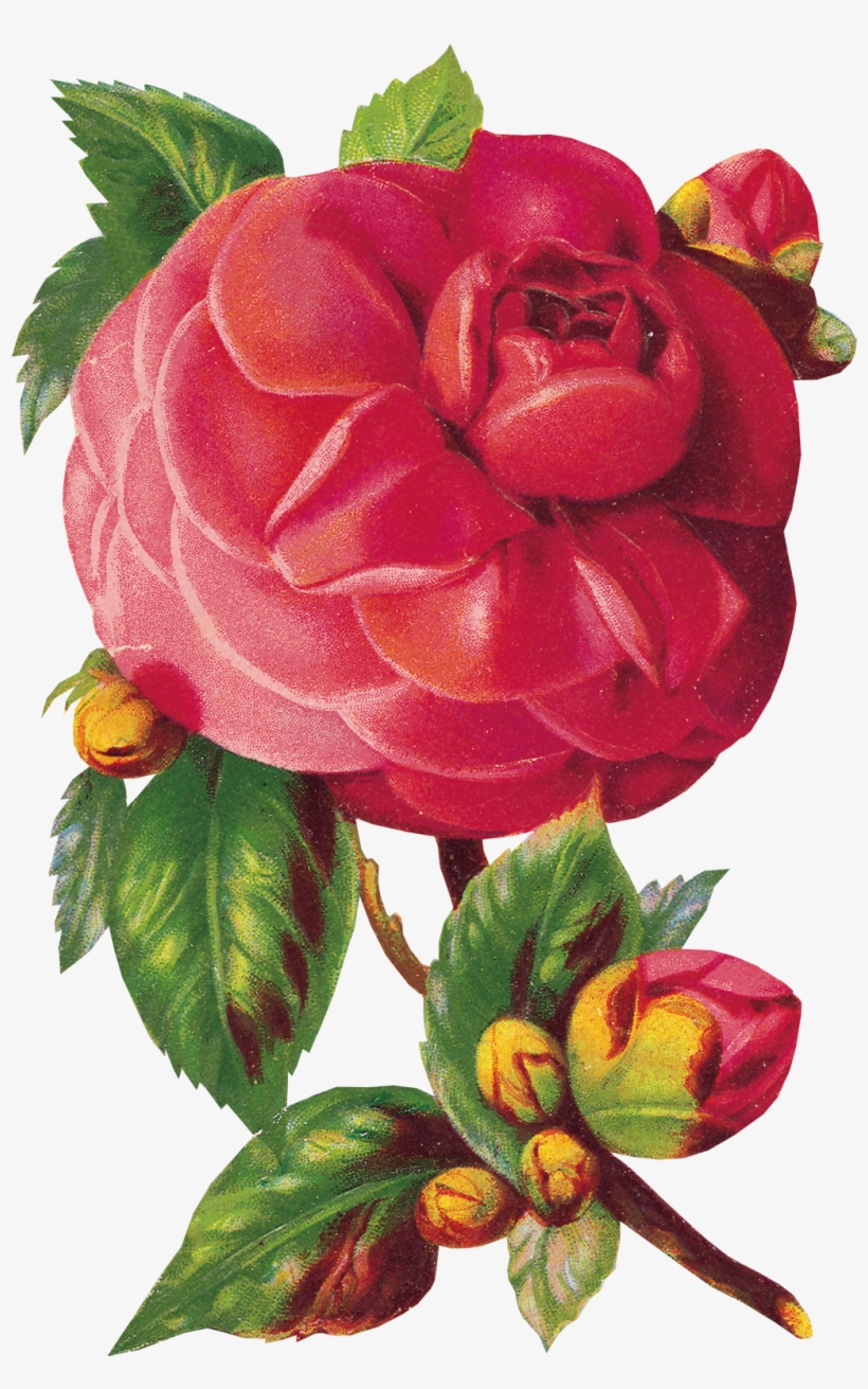 Fleur D Amie, transparent png download