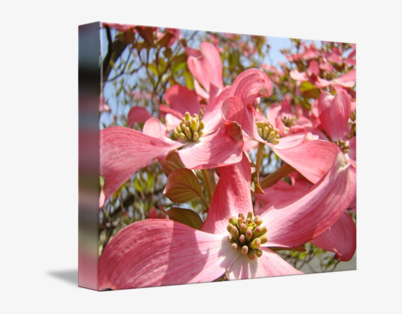 Canvas Print Pink Bloom Dogwood Flower Cornus Stretched - Flowering Dogwood, transparent png download