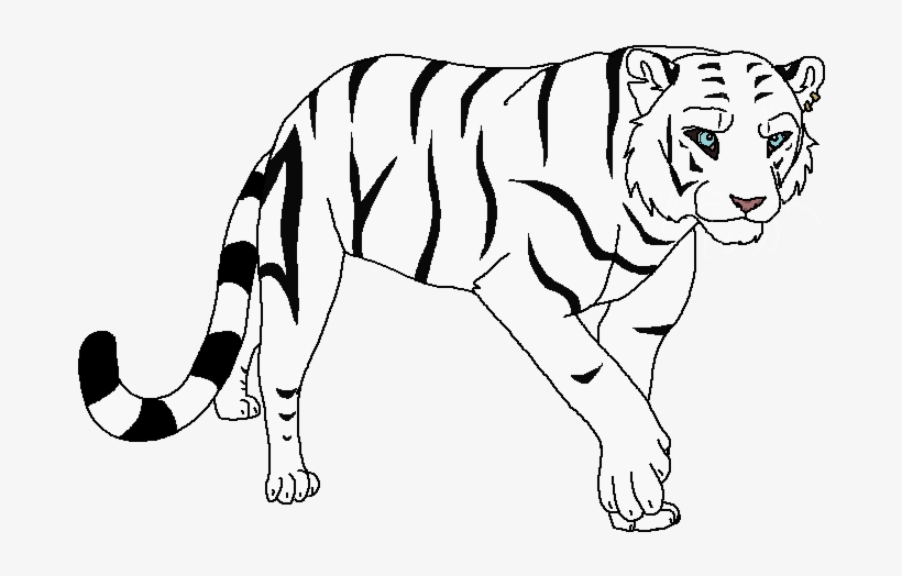 Tigers - Siberian Tiger, transparent png download