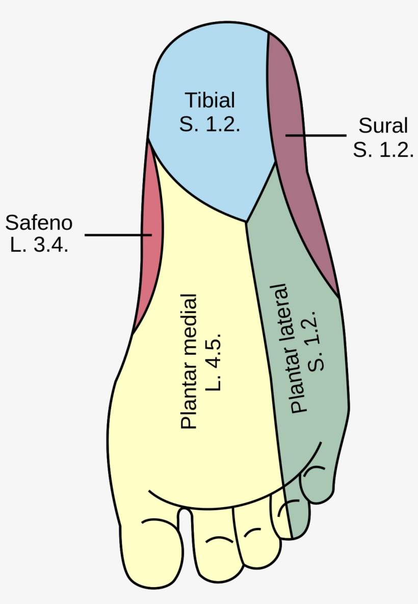 Medial Plantar Nerve, transparent png download
