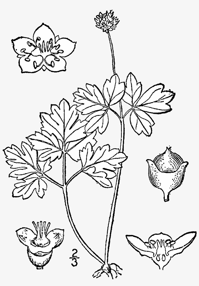 Adoxa Moschatellina Drawing - Line Art, transparent png download