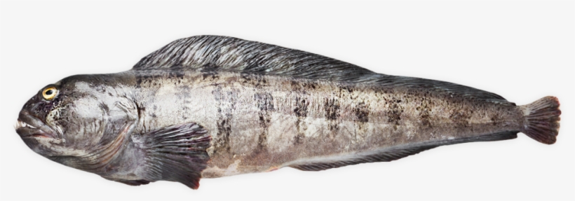 Wolffish - Gulf Flounder, transparent png download