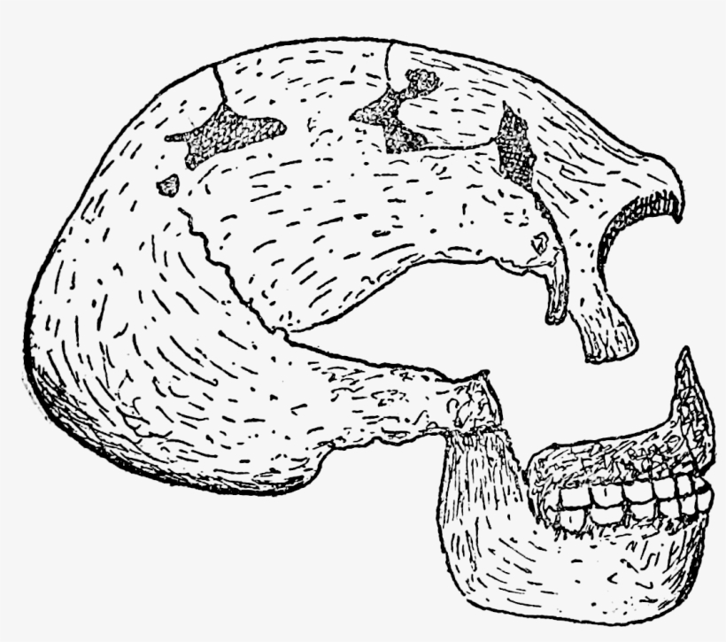 File Britain Fig Png - Line Art, transparent png download