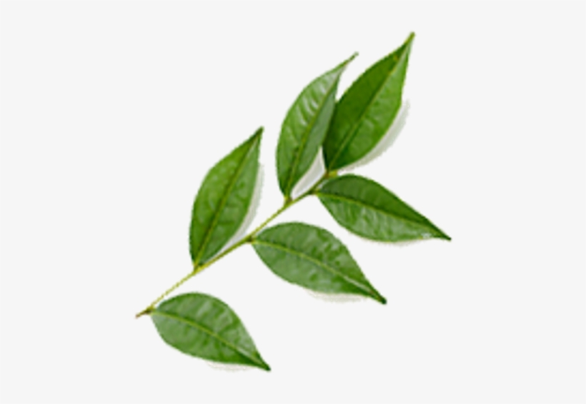 Hand-picked And Sorted By Our Partner Farms In Its - Bud, transparent png download