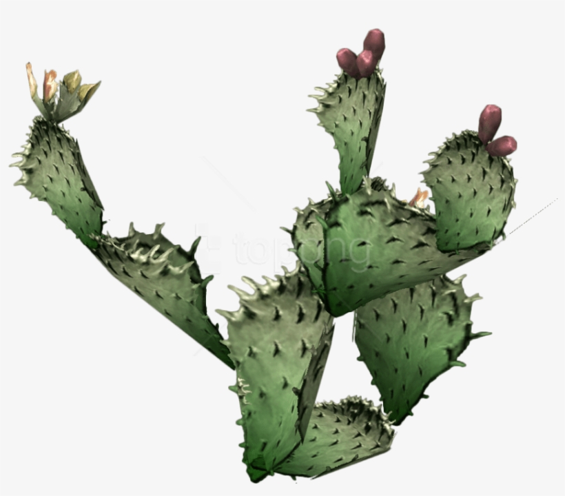 Free Png Download Cactus Png 9 Png Images Background - Transparent Background Cactus Png, transparent png download