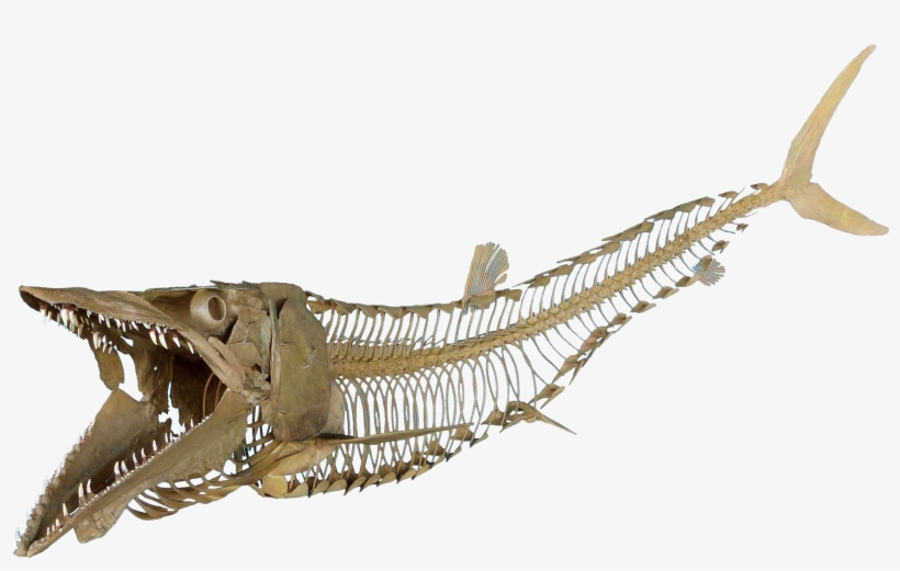 Cimolichthys Sign, Cimolichthys Skeleton - Fish Fossil Png, transparent png download