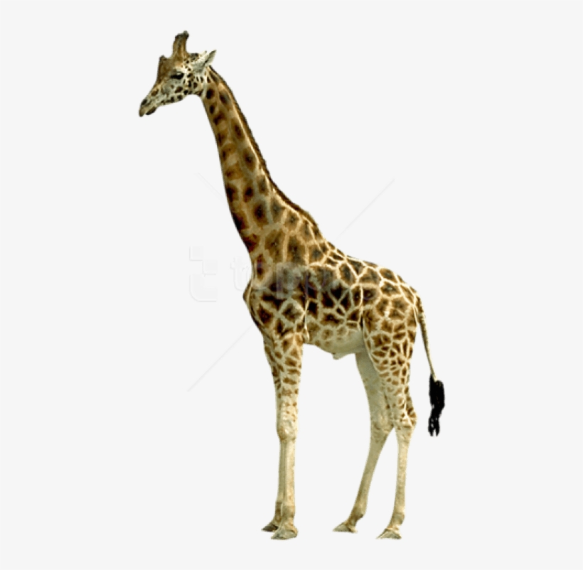 Free Png Giraffe Png Images Transparent - Giraffe, transparent png download
