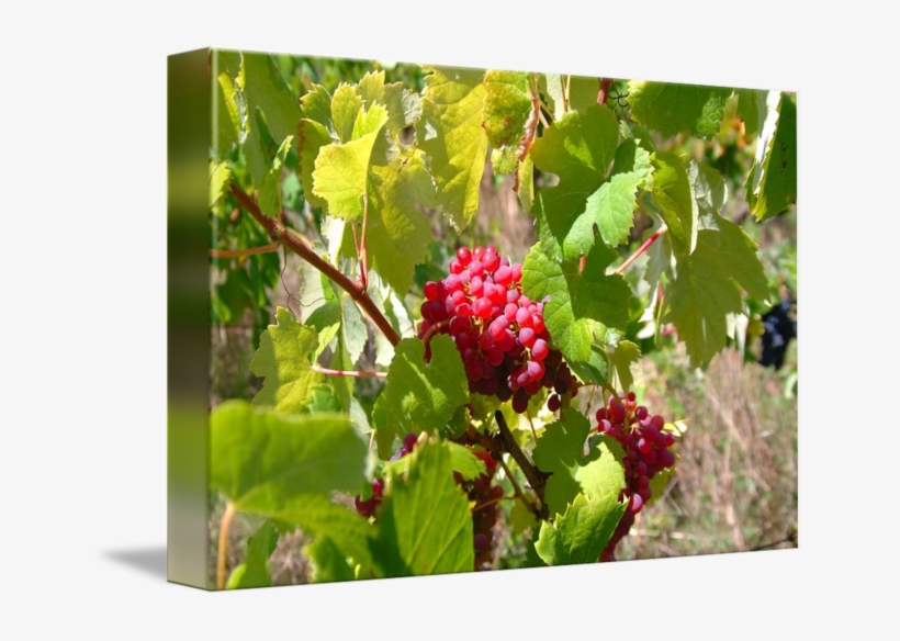 Uvas Png - Seedless Fruit, transparent png download