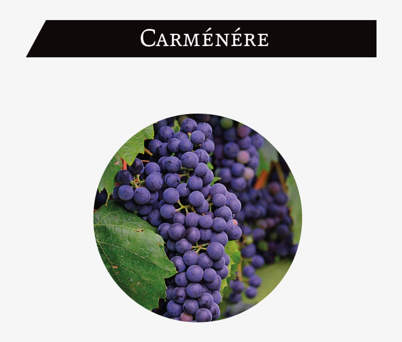It Is Chile's Emblematic Red Grape - Seedless Fruit, transparent png download