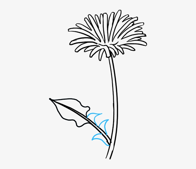 How To Draw Dandelion - Draw A Dandelion, transparent png download