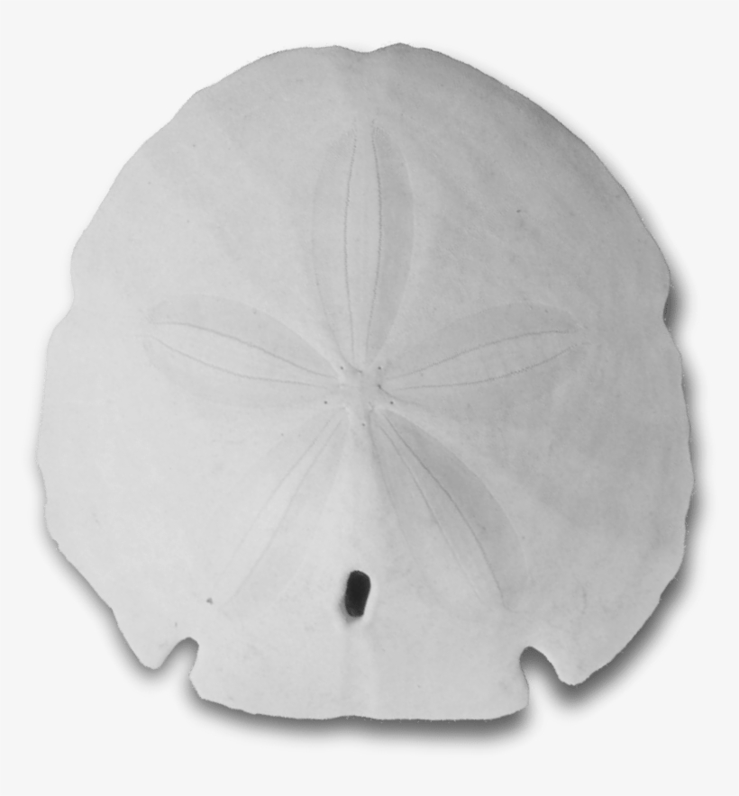 Sand Dollar PNG Image | Transparent PNG Free Download on SeekPNG