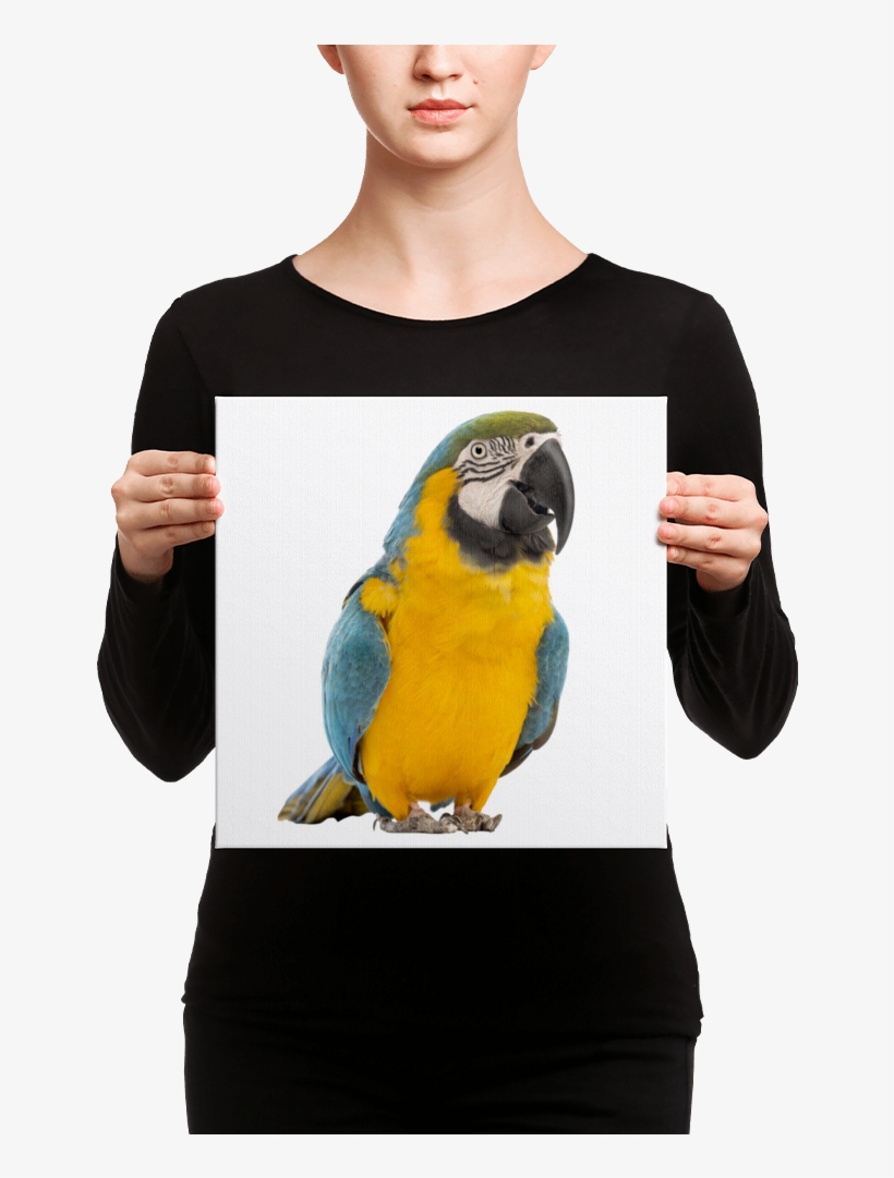 Macaw Canvas - Canvas, transparent png download