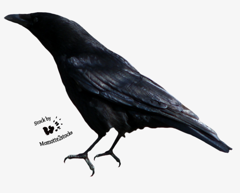 Svg Download Cut Out Stock Png Perching By Momotte - Crow Clipart Black And White, transparent png download