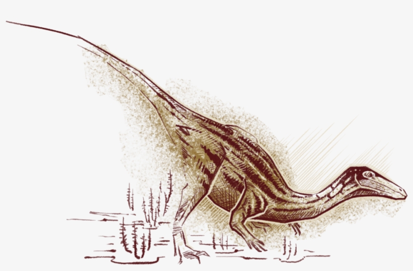 Early Dinosaurs, Like Coelophysis Illustrated Here - Sketch, transparent png download