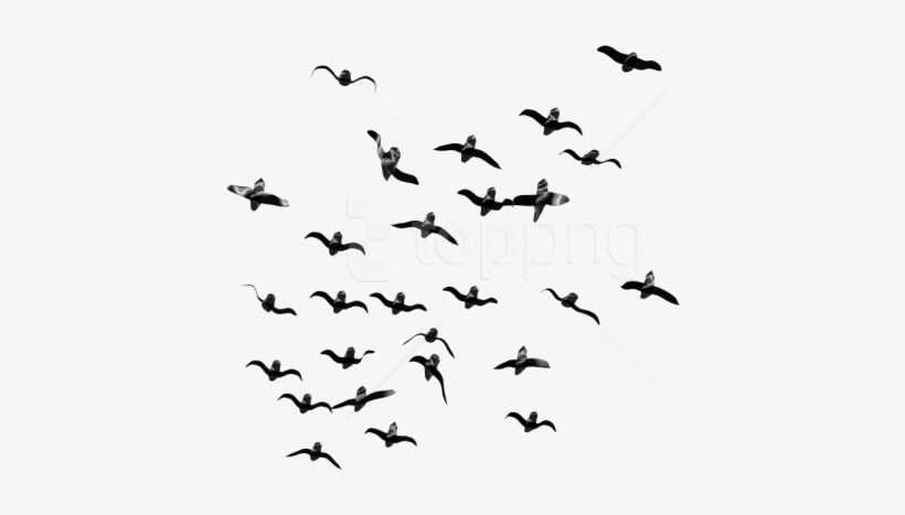 Free Png Download Birds Png Images Background Png Images - Transparent Flocks Of Bird, transparent png download