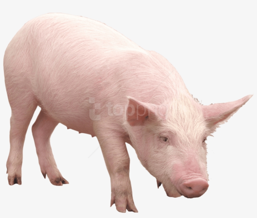 Free Png Download Pink Pig Png Images Background Png - Pig Transparent, transparent png download