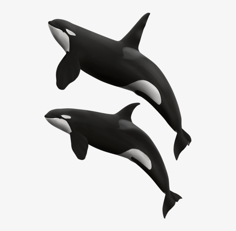 Killer Whales - Killer Whale, transparent png download