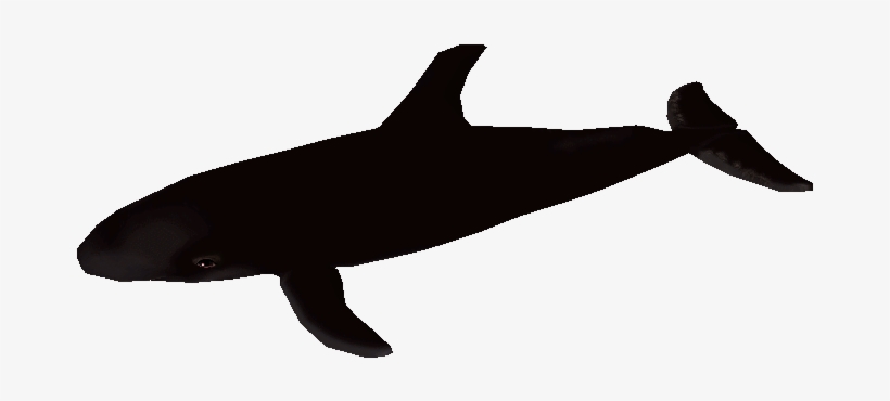Download Zip Archive - Killer Whale, transparent png download