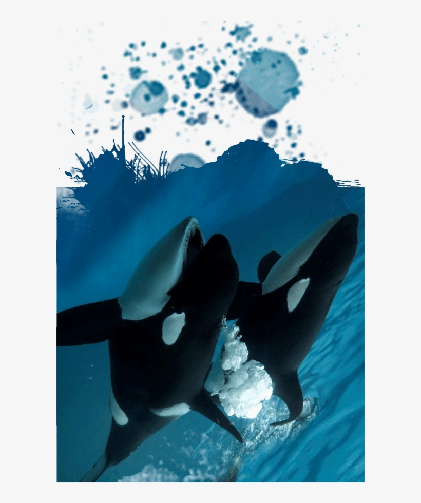 Killer Whale, transparent png download