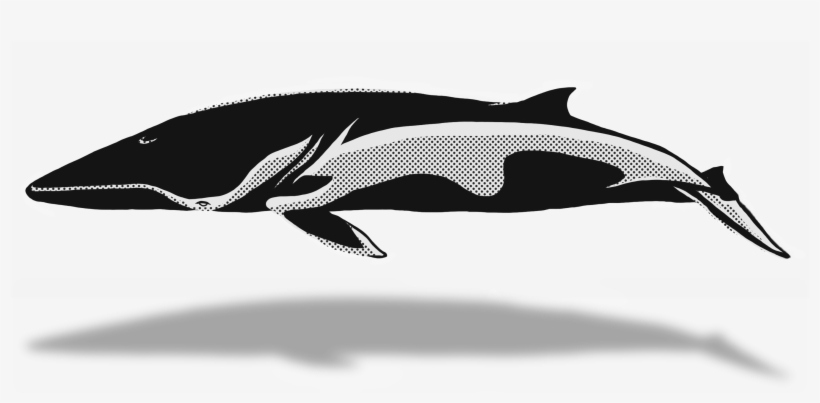 Blue Whale Clipart Minke Whale - Pacific Sturgeon, transparent png download