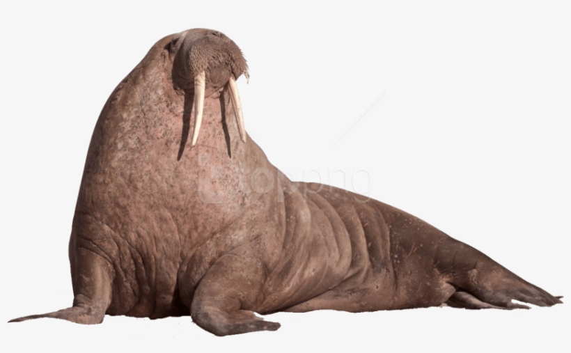 Download Walrus Sitting On The Ground Png Images Background - Walrus Transparent, transparent png download