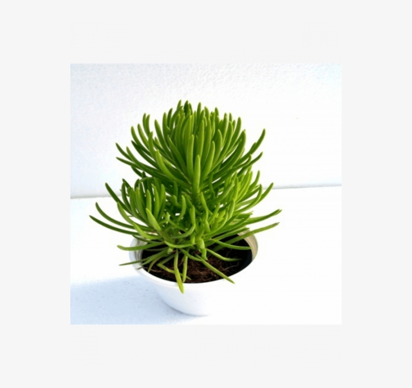 Succulent Bush Senecio, transparent png download