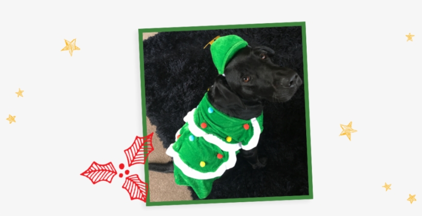 A Black Labrador Puppy In A Christmas Tree Outfit - Dog, transparent png download