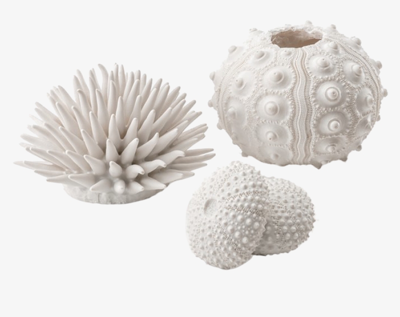 Biorb Sea Urchins Set, transparent png download