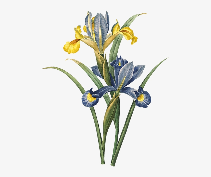 Play - Pierre-joseph Redouté, transparent png download