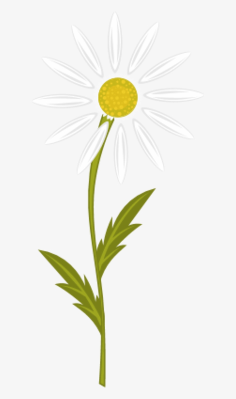 Chamomile Pictures - Camomile Clipart, transparent png download