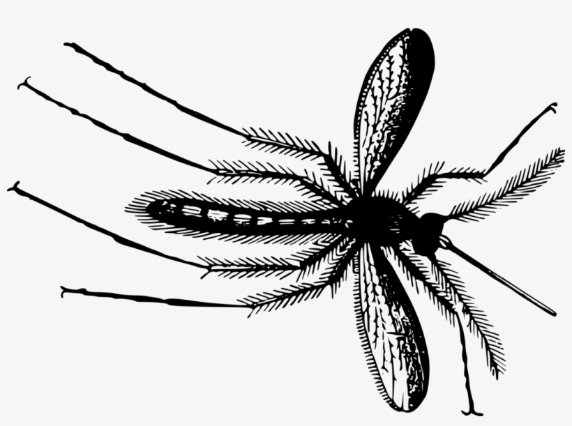 Mosquito Insect Gnat Fly Drawing - Gnat Clipart, transparent png download