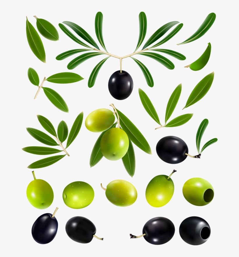 Фотки Free Vector Graphics, Vector Free Download, Tree - Olive Vector Free Download, transparent png download