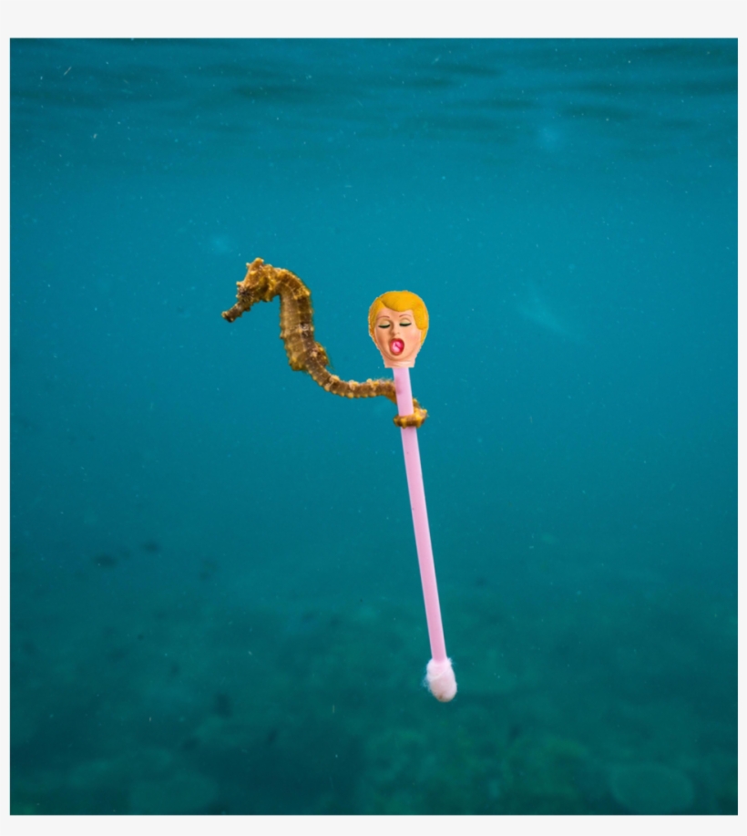 Heading To A Bachelor Party - Seahorse, transparent png download