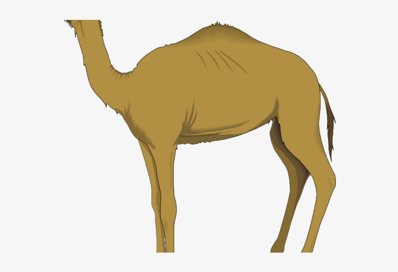 Camels Clipart Camle - Animals Camel Clipart, transparent png download