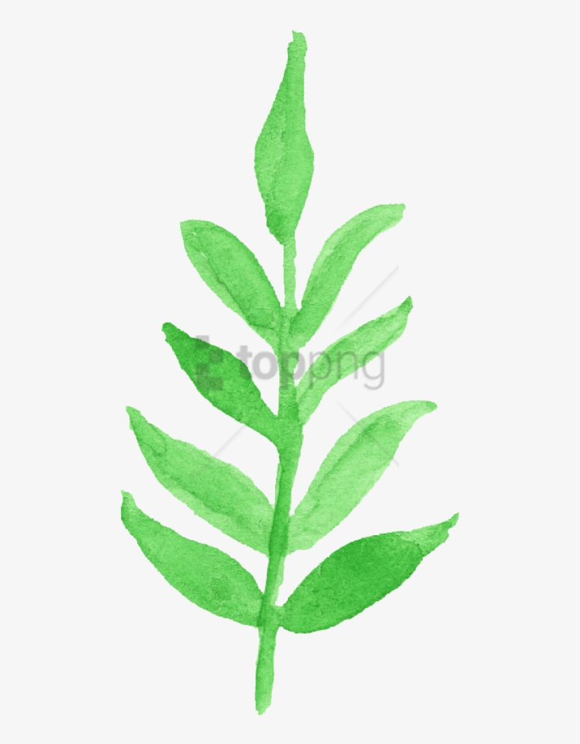 Free Png Download Watercolor Leaf Transparent Png Images - Watercolor Transparent Leaves Clipart, transparent png download