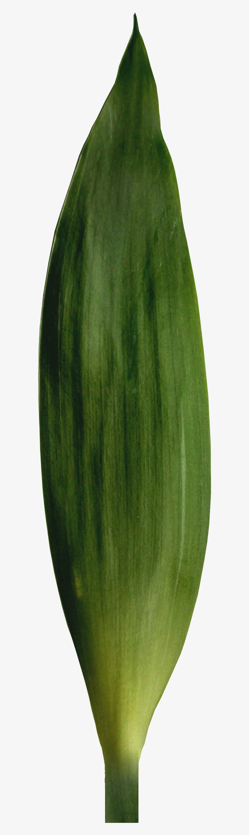 Bamboo Stem 3 Bamboo Leaf - Vase, transparent png download
