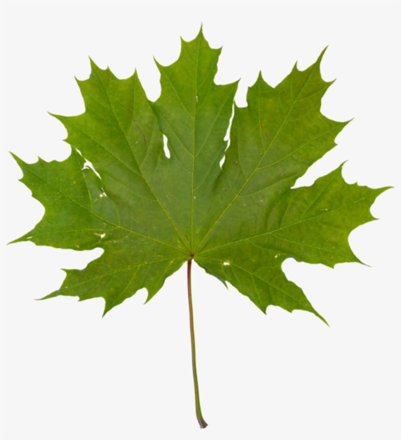 Leaf - Maple Leaf, transparent png download