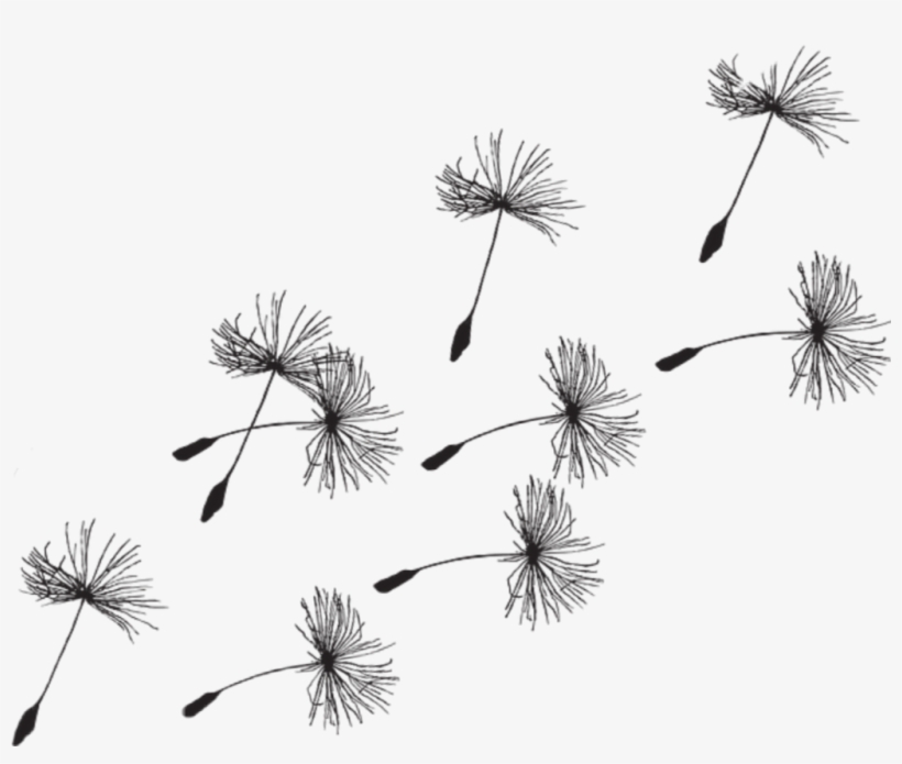 Clip Art Dandelion Seeds, transparent png download