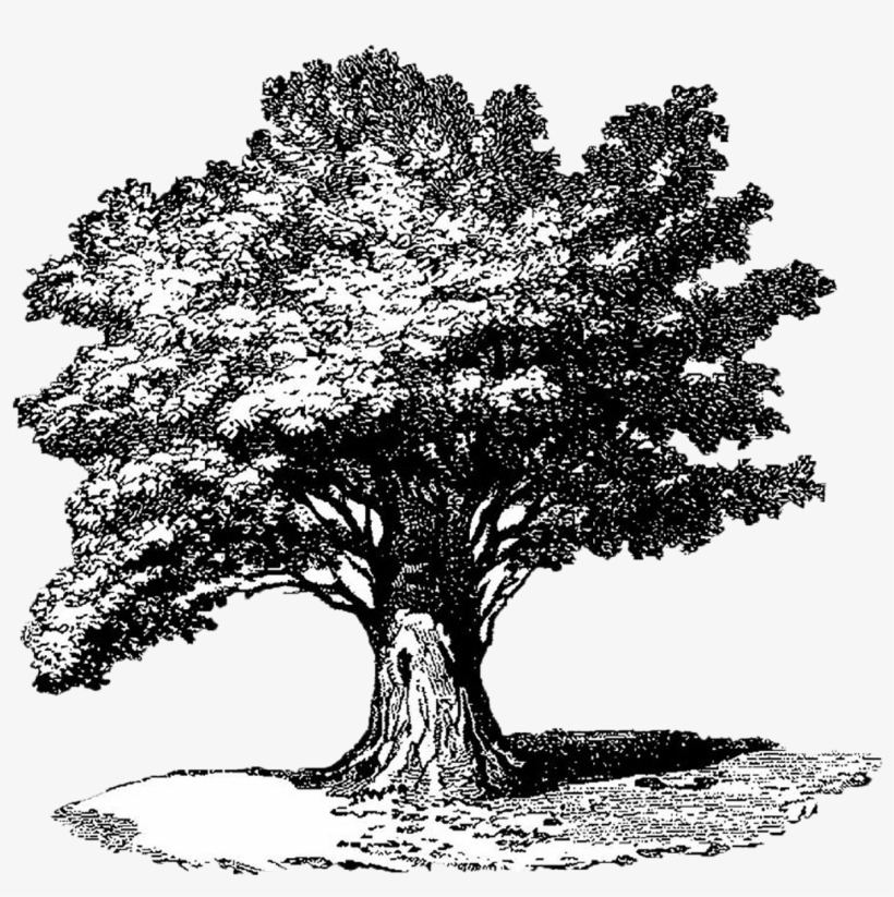 Árvore É Um Vegetal De Tronco Lenhoso Cujos Ramos Só - Illustration, transparent png download