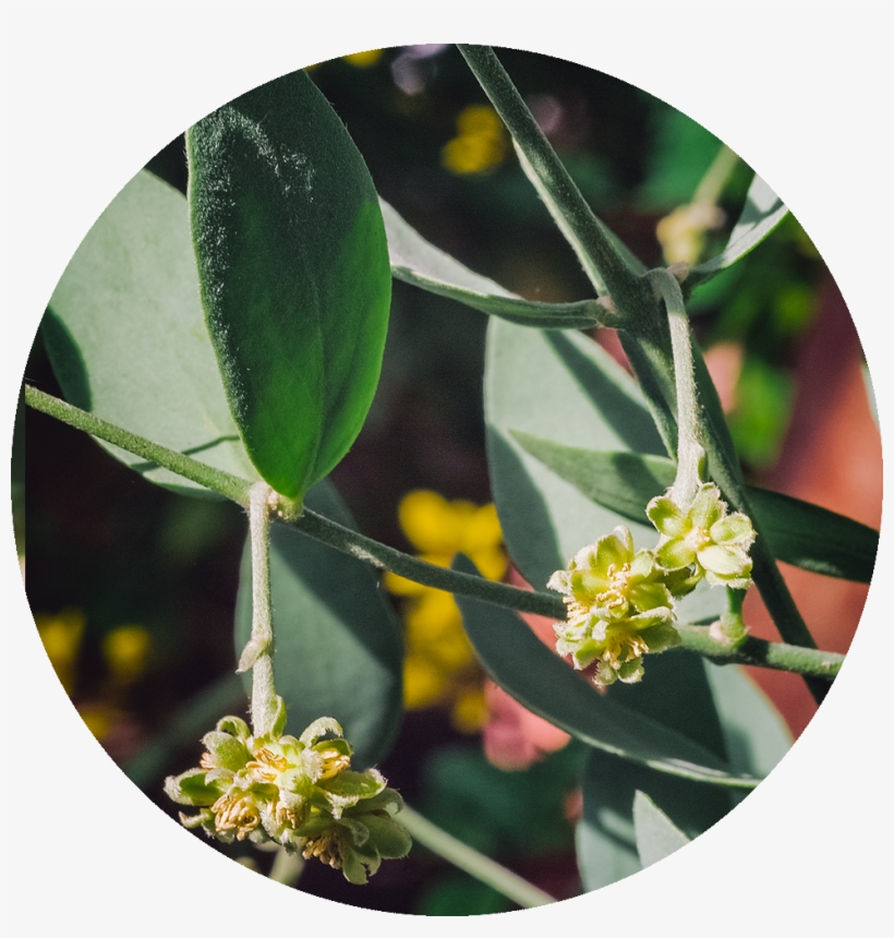 Jojoba - Jasmine, transparent png download