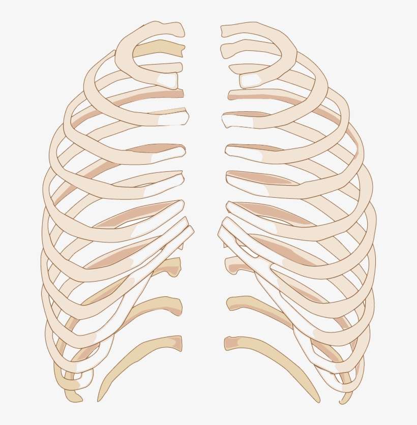 Newsletter - Inferior Costal Rib Margin, transparent png download