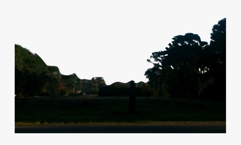 Palm Tree, transparent png download