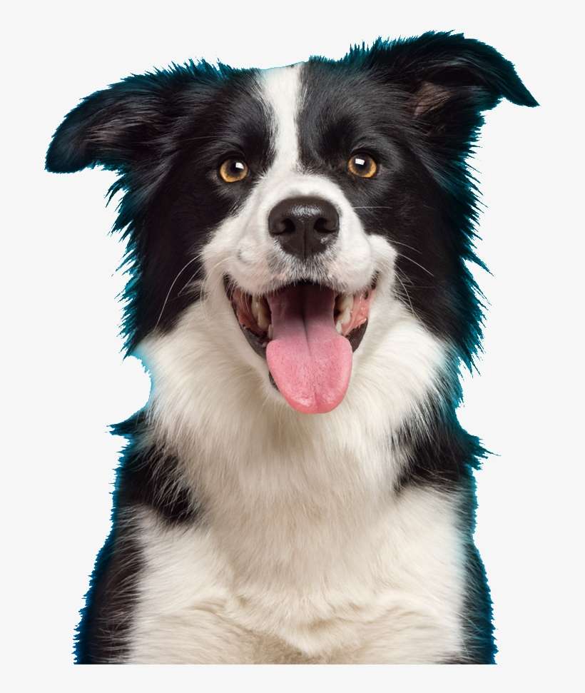Cachorroadmin2018 04 20t11 - Working Dog Png, transparent png download