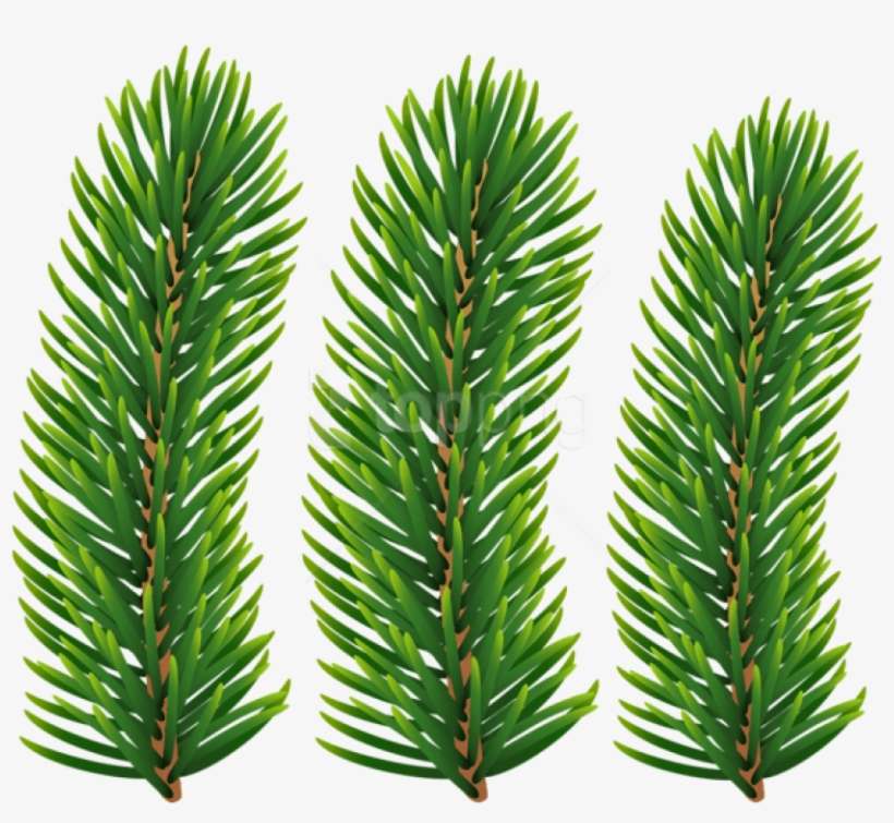 Free Png Pine Branches Transparent Png - Transparent Pine Branch, transparent png download