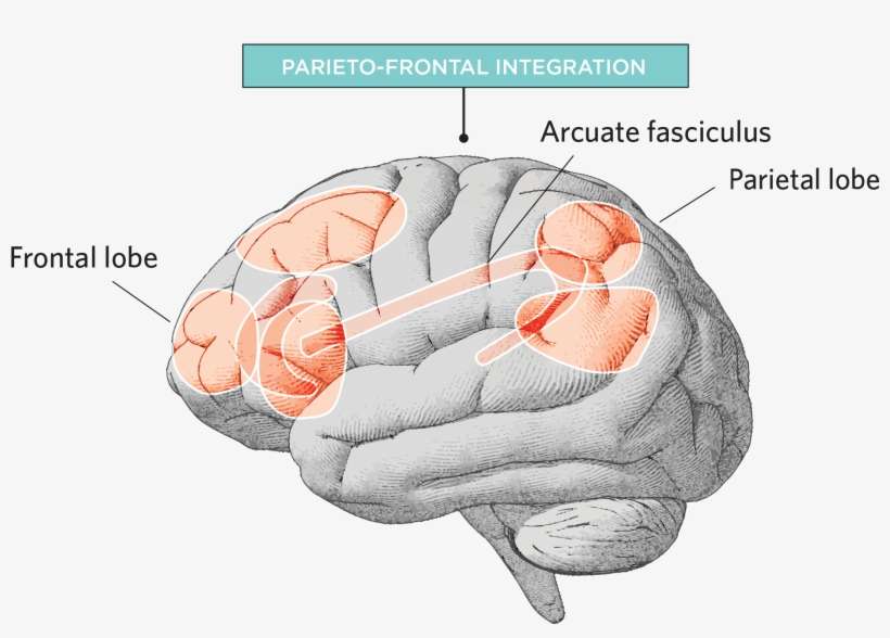 The Scientist Staff - Drawing Side View Of Brain, transparent png download